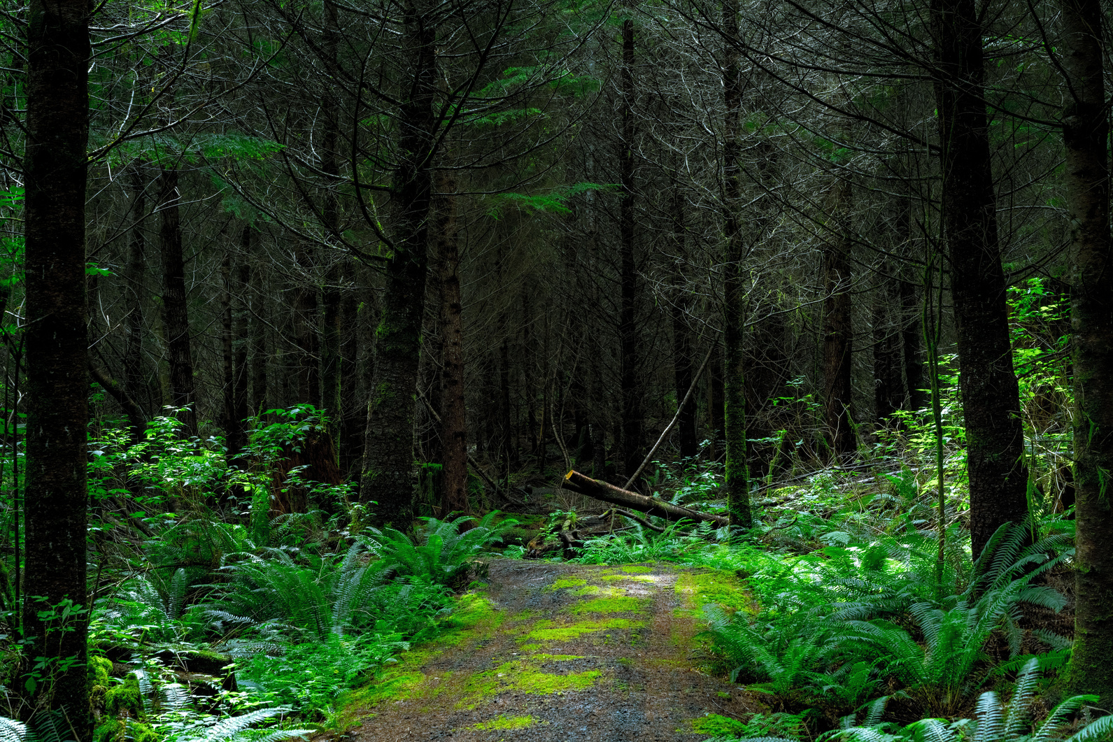 Mossy Forest