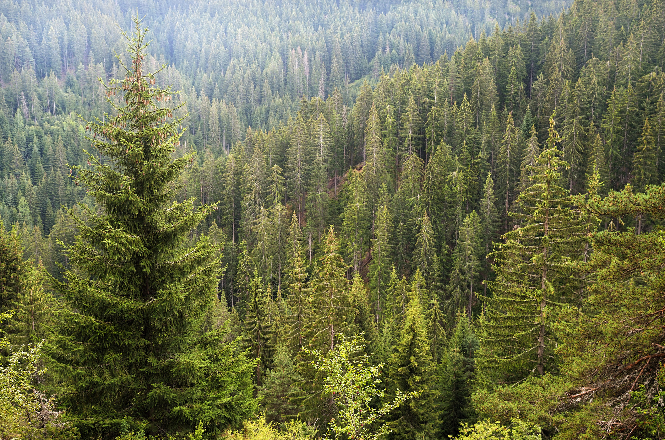 Coniferous forest