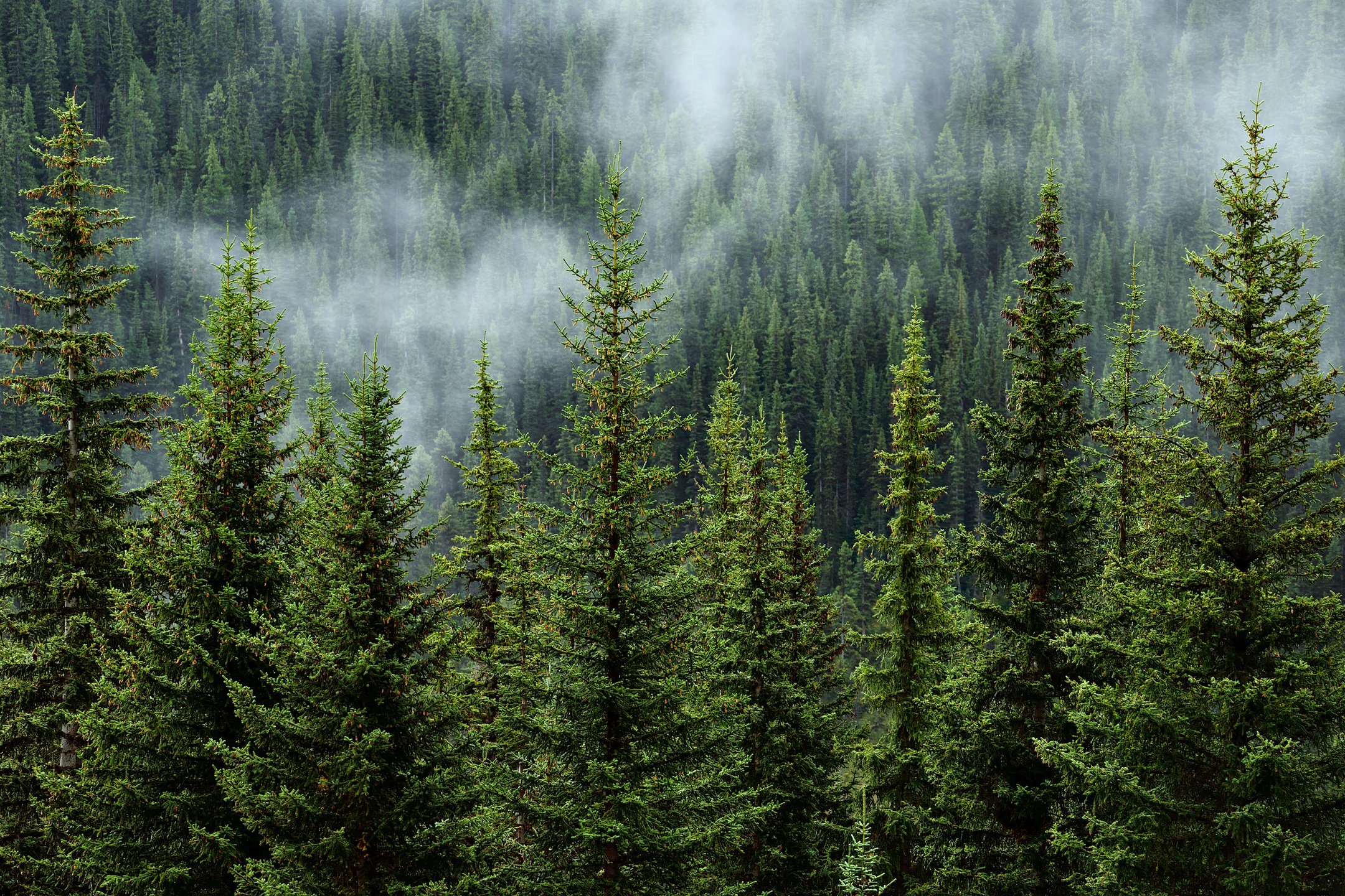 Forest